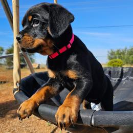 Girl 3 - Black and mahogany female Rottweiler puppy in Merkel, Texas from Stolz Rottweilers von Raiden