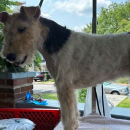 Chicco - Wire Fox Terrier