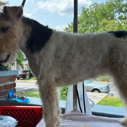 Chicco - Wire Fox Terrier