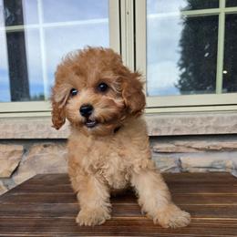 Millie - Red female Cavapoo puppy in Erda, Utah from Country Lane Doodles
