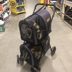 Welsh Springer Spaniel Puppies from Renascent Welsh Springer Spaniels