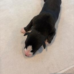 Stuffing - Black male Whippet puppy in Fort Myers, Florida from Rainbow Whippets