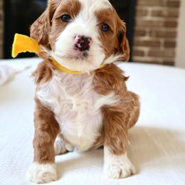 Dahlia - Yellow - Red  female Goldendoodle puppy in Ruthorfordton, North Carolina from Duncan Doodles Goldendoodles