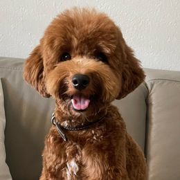 Lucas - Goldendoodle