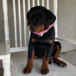 Girl 1 - Black and mahogany Rottweiler puppy in Yucaipa, California from Roush Rotts