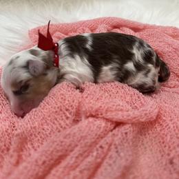 Girl 3 - female Goldendoodle puppy in Fayetteville, Georgia from Darling Doodles