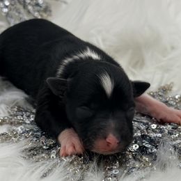 Cupid - Black tri female Toy Australian Shepherd puppy in Blacksburg, South Carolina from Blue’s Family Aussies