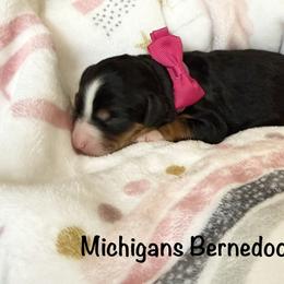 Pink Girl - Tri-color female Bernedoodle puppy in Temperance, Michigan from Michigans Bernedoodle’s