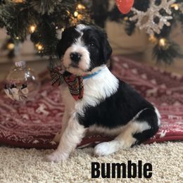 Bernedoodle and Bernese Mountain Dog Puppies from Bernedoodle Buddies