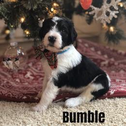 Bernedoodle and Bernese Mountain Dog Puppies from Bernedoodle Buddies