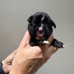 Teal - Brindle male Boxer puppy in Jamesville, New York from Reynolds Homestead Boxers