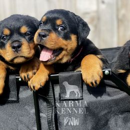 Rottweiler Puppies from KarmaKennelPNW
