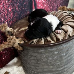 Aussiedoodle Puppies from Soap Creek Kennels
