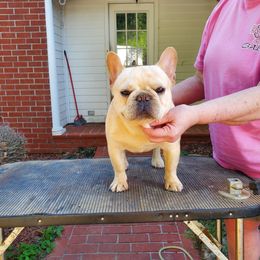 Fig - French Bulldog