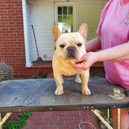 Fig - French Bulldog