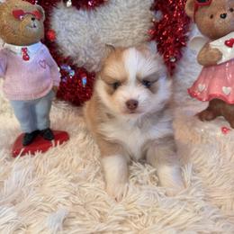 Rose - Chocolate female Pomsky puppy in Bucyrus, Missouri from Hill Top Pomskies