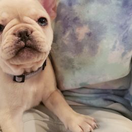 French Bulldog Puppies from Bully Snob