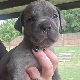 White collar male - Gray male Cane Corso puppy in Granbury, Texas from La Muerte Corso Kennel