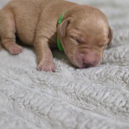 Boy 2 - Yellow male Labrador Retriever puppy in Grand Rivers, Kentucky from Big Water Dreams Retrievers