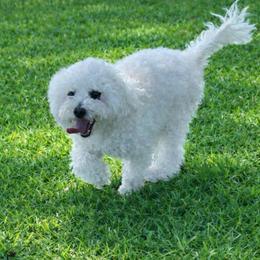 Blanquito - Poodle