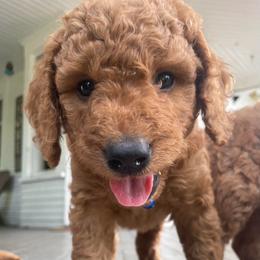 Alder - Apricot male Goldendoodle puppy in Sumner, Washington from Little Acre Doodles