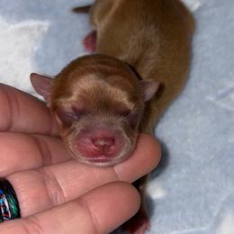 Pudding - Chocolate sabled fawn female Chihuahua puppy in Franklin, North Carolina from A&J Cutie Pawtooties