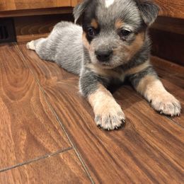 Australian Cattle Dog Puppies from Hudsons Australian Cattle Dogs