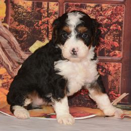 Salem - Tri-color female Bernedoodle puppy in Moulton, Iowa from Shondel Puppy Paws