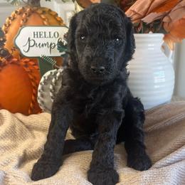 Astro-Boy 4 - Black male Poodle puppy in Calimesa, California from Teakwood Poodles of SoCal