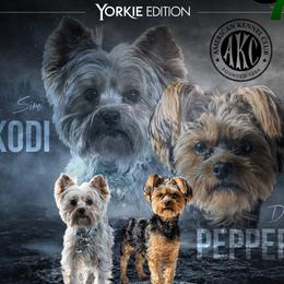 Yorkshire Terrier All Grown Up from Grand 7 Kennelz