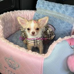 Poison Ivy - Cream and white female Chihuahua puppy in Anderson, South Carolina from Lil Treasures Chihuahuas