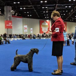 Kerry Blue Terriers and Poodles from Cheron Kerry Blues