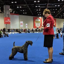 Kerry Blue Terriers and Poodles from Cheron Kerry Blues
