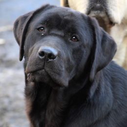 Gizmo  - Labrador Retriever