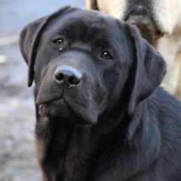 Gizmo  - Labrador Retriever