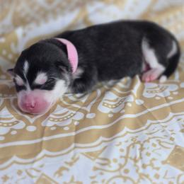 Pink - Black and white female Alaskan Malamute puppy in Independence, Virginia from New River Valley Malamutes