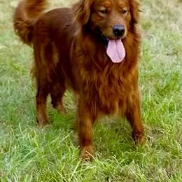 Golden Retriever and Miniature Australian Shepherd All Grown Up from Raised Right Pups