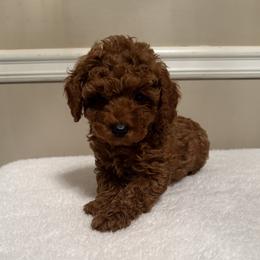 Poodle puppies from Coasta J’s Poodles LLC