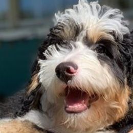 Goldendoodles from Shanda Rascoe's Bernedoodle and Goldendoodle Puppies