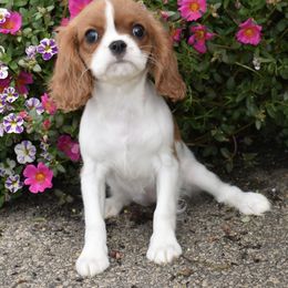 Davina - Blenheim female Cavalier King Charles Spaniel puppy in Lula, Georgia from Cavaliers by Crumley
