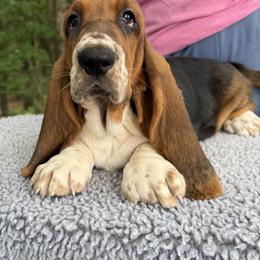 Yuki - Black brown and white female Basset Hound puppy in Red Bay, Alabama from Maple Street Bassets