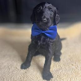 Brew - Black male Goldendoodle puppy in Summerville, South Carolina from Pawmazing Doodles