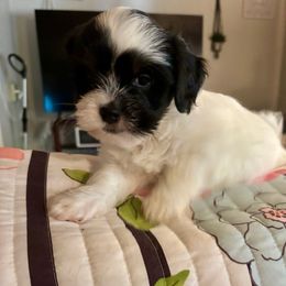 Kona - Black and white male Shihpoo puppy in Murphy, North Carolina from Christina’s Puppy Utopia