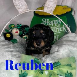 Rueben - Black and cream male Dachshund puppy in Monitor, Washington from Shannon Dolly’s Dachshunds