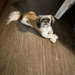 Gus - Shih Tzu