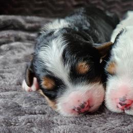Bandit - Tri-color male Bernedoodle puppy in Granton, Wisconsin from Rose River Farms
