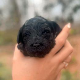 Lovie - Black female Goldendoodle puppy in North Carolina from Tuxedo Mountain Doodles