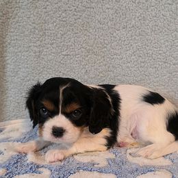 Milo - Tri-color male Cavalier King Charles Spaniel puppy in Pennsylvania from Julie's Cavalier King Charles Spaniels