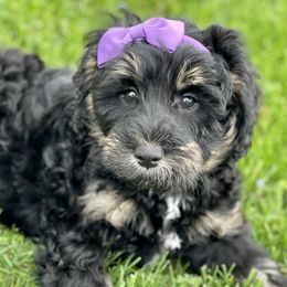 Bernedoodles from To Love A Doodle