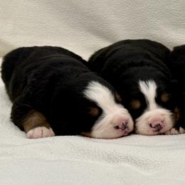 Rapunzel - Black rust and white female Bernese Mountain Dog puppy in Saratoga Springs, Utah from Echo River